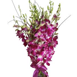 Buchet de 15 orhidee dendrobium mov